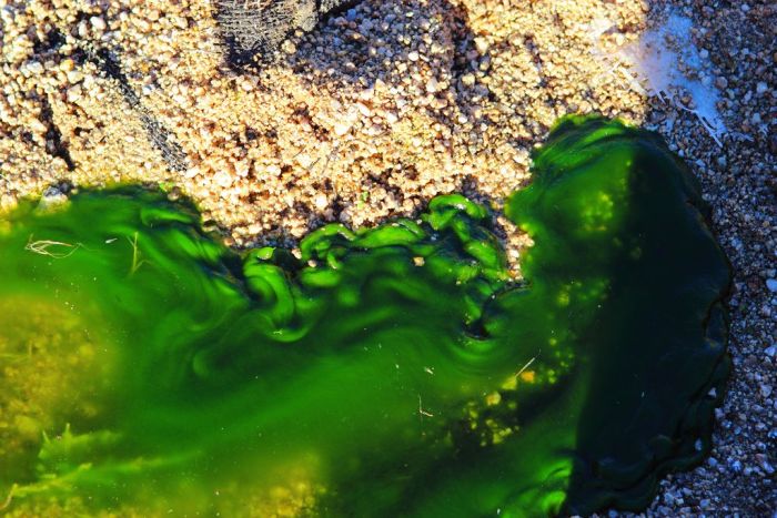 Utah Residents Baffled By Mysterious Green Foam (6 pics)