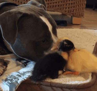 Life Is Fun When You Live With Four Dogs, A Cat And Two Ducklings (17 pics)