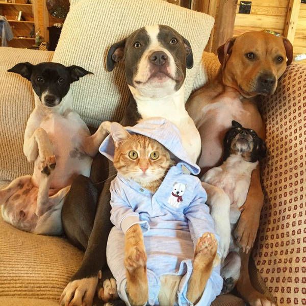 Life Is Fun When You Live With Four Dogs, A Cat And Two Ducklings (17 pics)