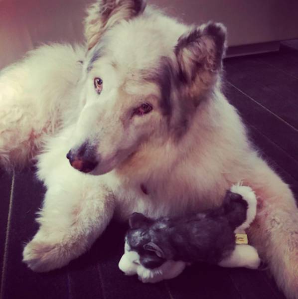 This Alaskan Malamute Looks A Lot Like A Direwolf (23 pics)
