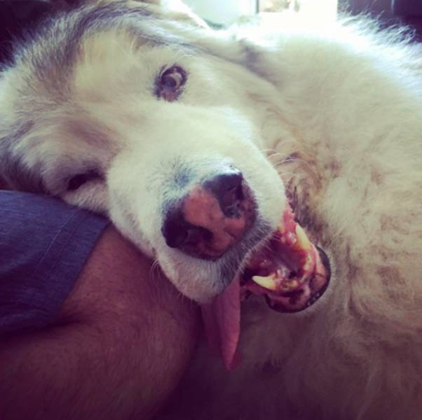 This Alaskan Malamute Looks A Lot Like A Direwolf (23 pics)