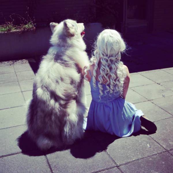 This Alaskan Malamute Looks A Lot Like A Direwolf (23 pics)