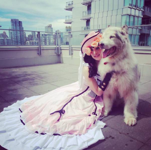 This Alaskan Malamute Looks A Lot Like A Direwolf (23 pics)