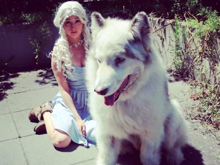 This Alaskan Malamute Looks A Lot Like A Direwolf (23 pics)