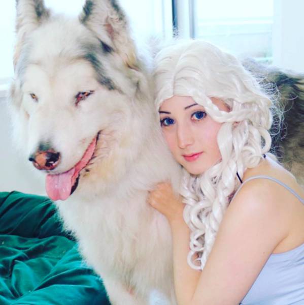 This Alaskan Malamute Looks A Lot Like A Direwolf (23 pics)
