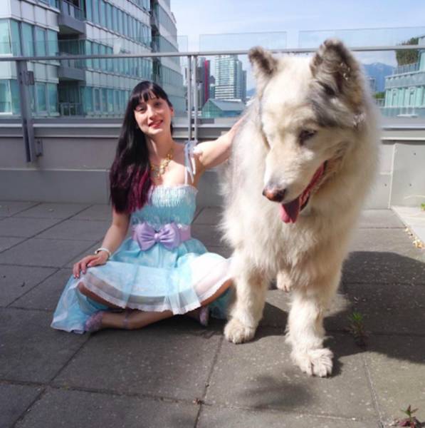 This Alaskan Malamute Looks A Lot Like A Direwolf (23 pics)