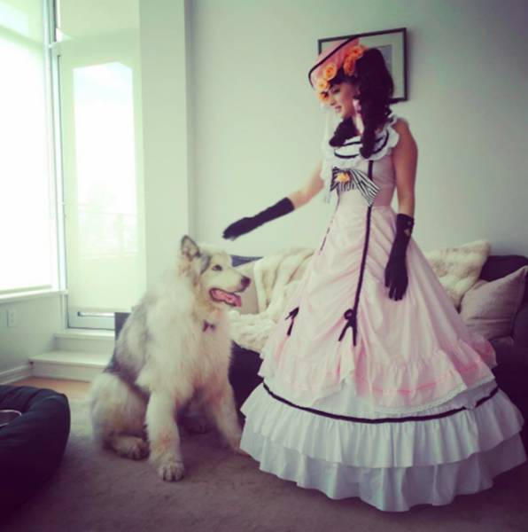 This Alaskan Malamute Looks A Lot Like A Direwolf (23 pics)