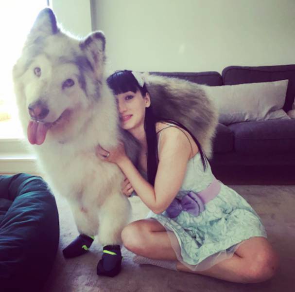 This Alaskan Malamute Looks A Lot Like A Direwolf (23 pics)
