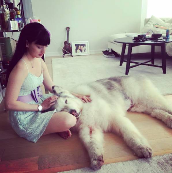 This Alaskan Malamute Looks A Lot Like A Direwolf (23 pics)