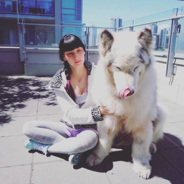 This Alaskan Malamute Looks A Lot Like A Direwolf (23 pics)