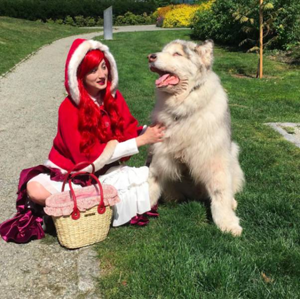 This Alaskan Malamute Looks A Lot Like A Direwolf (23 pics)