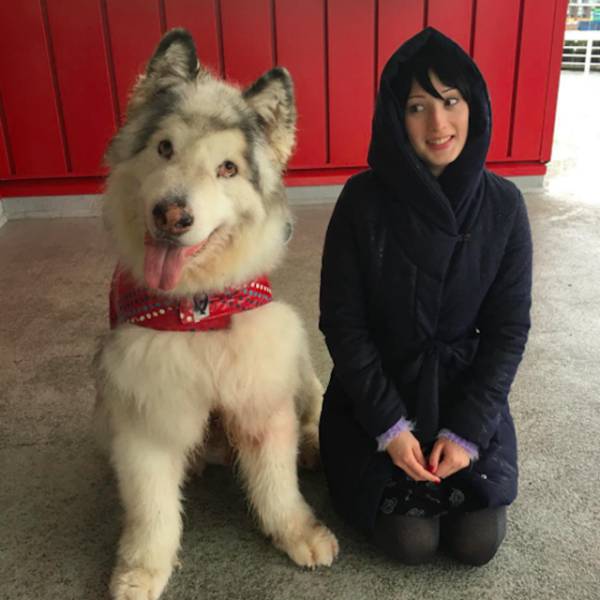 This Alaskan Malamute Looks A Lot Like A Direwolf (23 pics)