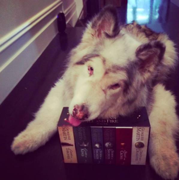 This Alaskan Malamute Looks A Lot Like A Direwolf (23 pics)