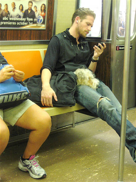Pet Owners Get Creative With Silly Subway Rules  (21 pics)