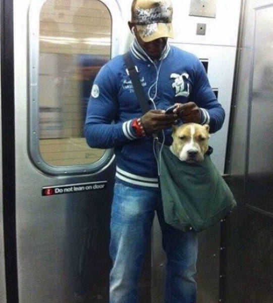 Pet Owners Get Creative With Silly Subway Rules  (21 pics)