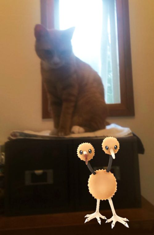 People Are Trying To Prove That Their Pets Can See Pokèmon Go (15 pics)