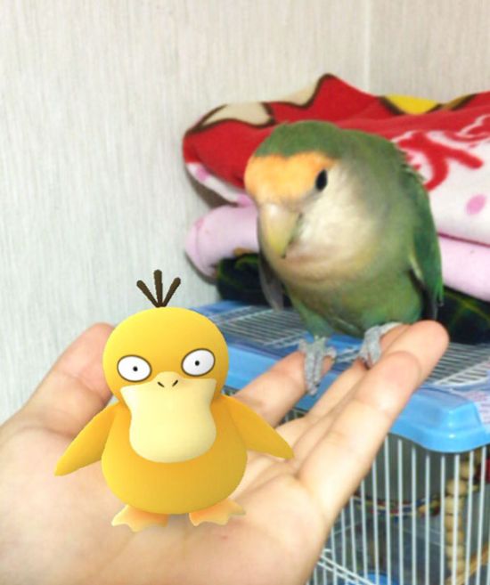 People Are Trying To Prove That Their Pets Can See Pokèmon Go (15 pics)