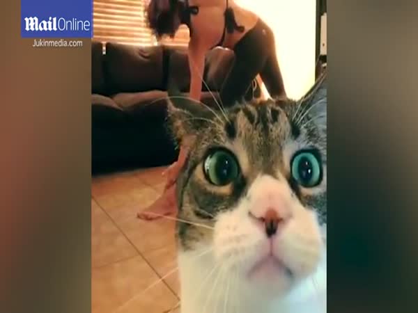 Milo The Cat Is Unimpressed With Her Owners Yoga Lunges