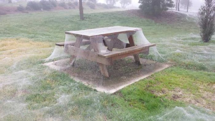 It's Not Possible To Look At These Photos Without Saying WTF? (43 pics)