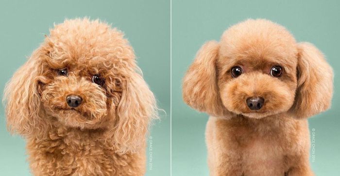 Before And After Photos Of Dogs Getting Haircuts (16 pics)