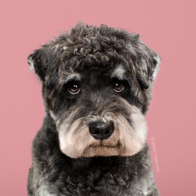 Before And After Photos Of Dogs Getting Haircuts (16 pics)