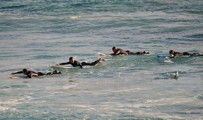 Surfers Rush Back To Shore After Spotting A Shark Off The Coast Of Australia (4 pics)