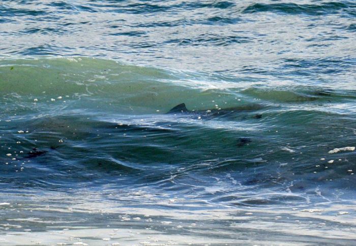 Surfers Rush Back To Shore After Spotting A Shark Off The Coast Of Australia (4 pics)