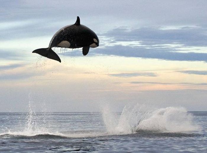 Acid Picdump (131 pics)