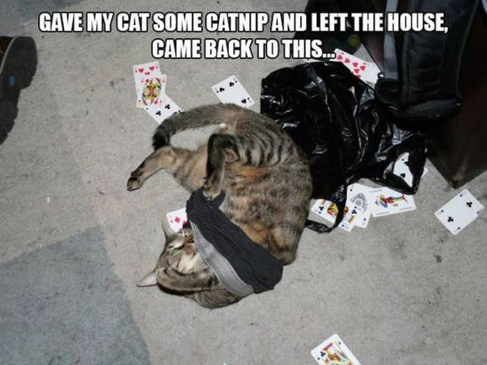 Acid Picdump (131 pics)