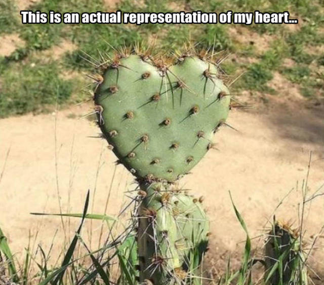 Acid Picdump (131 pics)