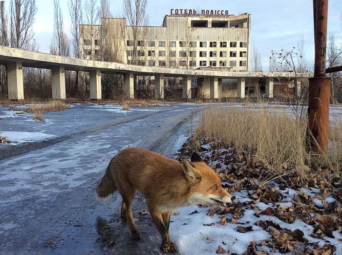 Wildlife In Chernobyl (17 pics)