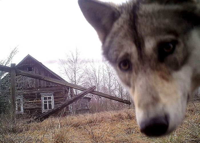 Wildlife In Chernobyl (17 pics)