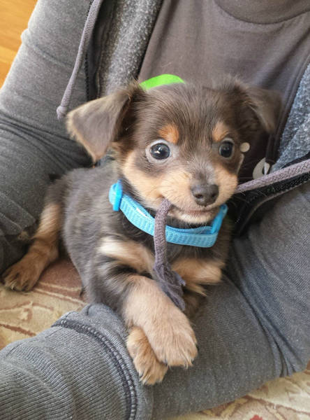 Dogs Make Adorable Faces When They Realize They’ve Just Been Adopted (35 pics)