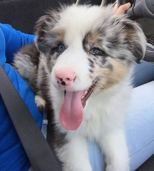Dogs Make Adorable Faces When They Realize They’ve Just Been Adopted (35 pics)