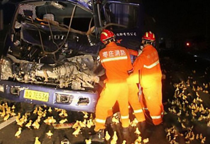 Ten Thousand Ducklings Involved In Big Road Accident In China (4 pics)