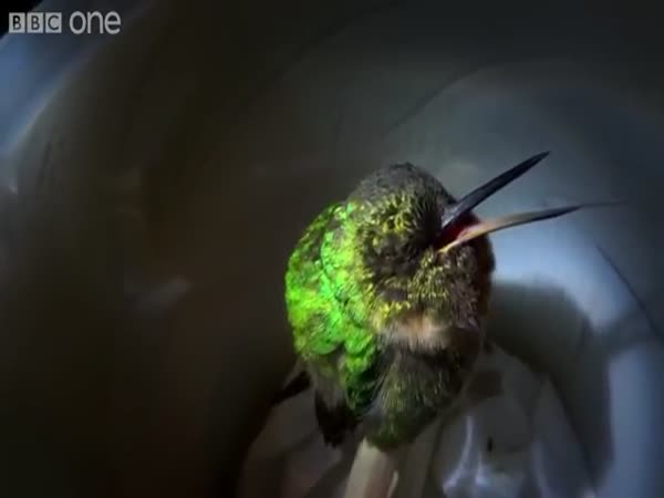 Snoring Hummingbird Super Cute