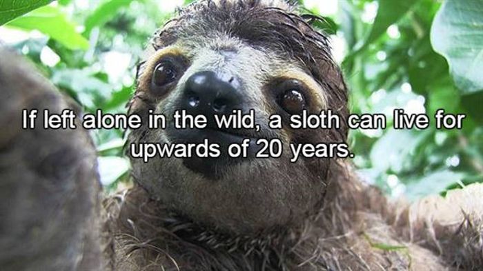 Fun Facts About The Creatures We Call Sloths (15 pics)