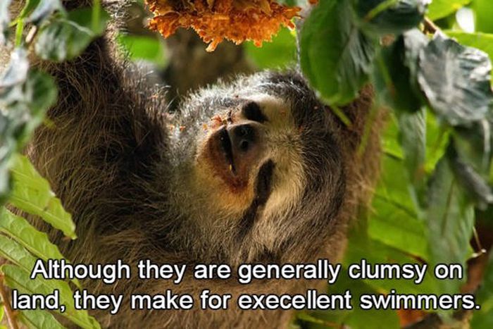 Fun Facts About The Creatures We Call Sloths (15 pics)
