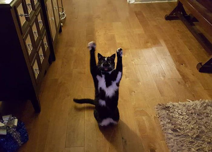 Everyone's Trying To Figure Out Why This Cat Keeps Putting Its Paws In The Air (12 pics)