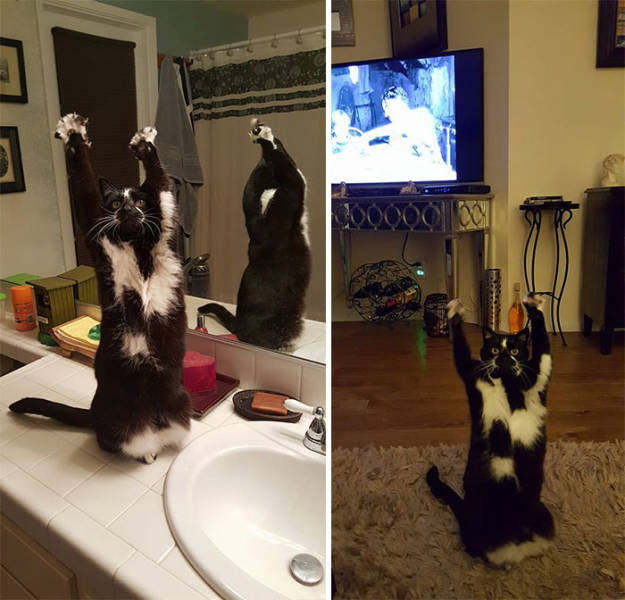 Everyone's Trying To Figure Out Why This Cat Keeps Putting Its Paws In The Air (12 pics)