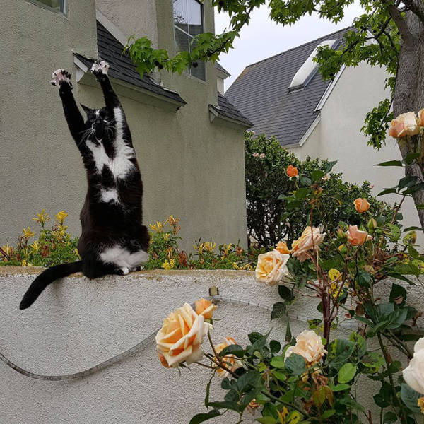 Everyone's Trying To Figure Out Why This Cat Keeps Putting Its Paws In The Air (12 pics)