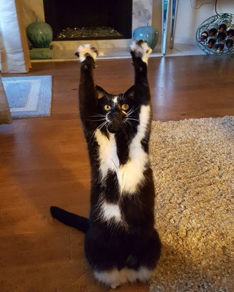 Everyone's Trying To Figure Out Why This Cat Keeps Putting Its Paws In The Air (12 pics)