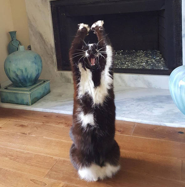 Everyone's Trying To Figure Out Why This Cat Keeps Putting Its Paws In The Air (12 pics)