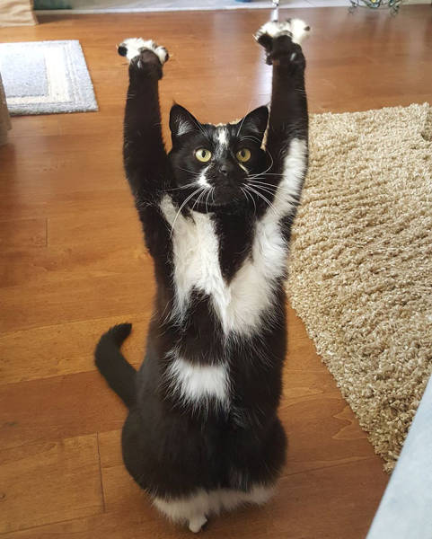 Everyone's Trying To Figure Out Why This Cat Keeps Putting Its Paws In The Air (12 pics)