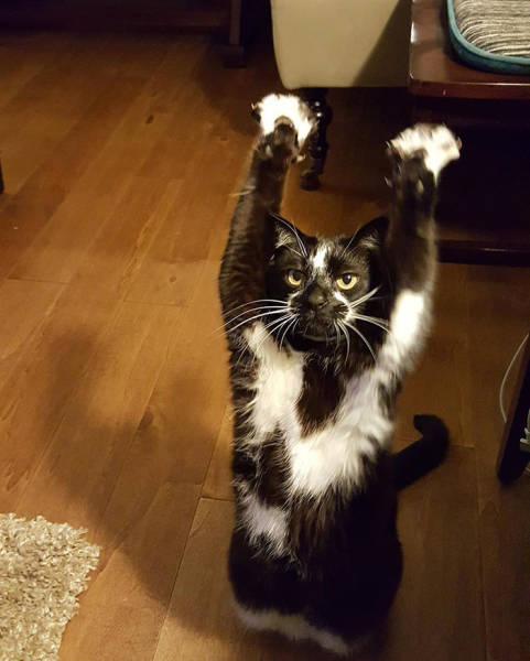 Everyone's Trying To Figure Out Why This Cat Keeps Putting Its Paws In The Air (12 pics)