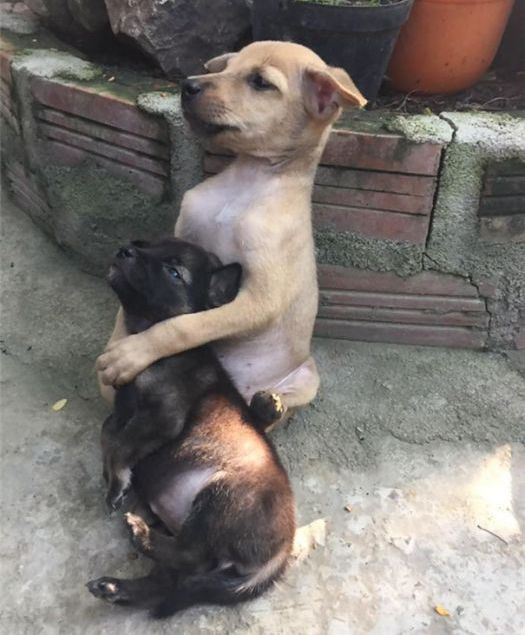 Stray Puppies Won’t Stop Hugging Each Other Now That They've Been Rescued (5 pics)