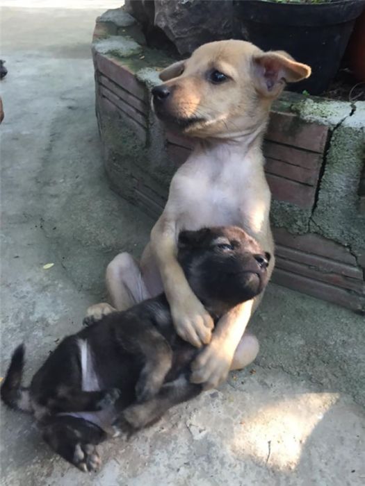 Stray Puppies Won’t Stop Hugging Each Other Now That They've Been Rescued (5 pics)
