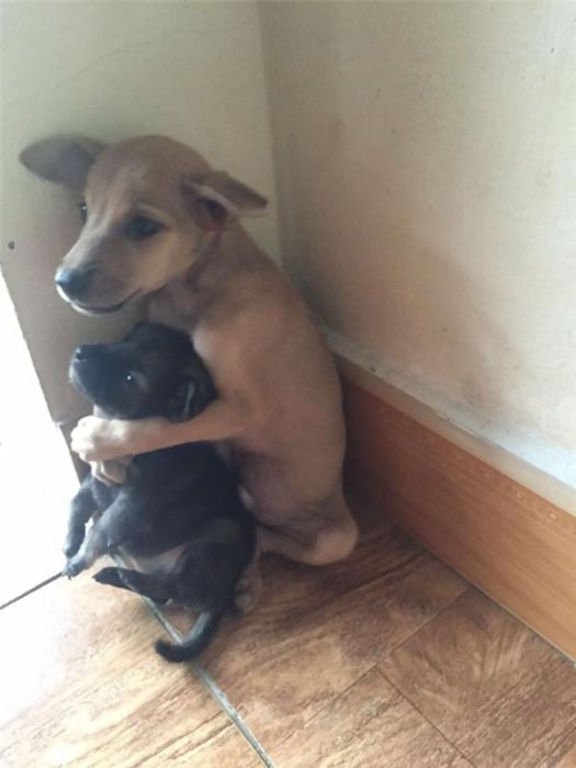 Stray Puppies Won’t Stop Hugging Each Other Now That They've Been Rescued (5 pics)