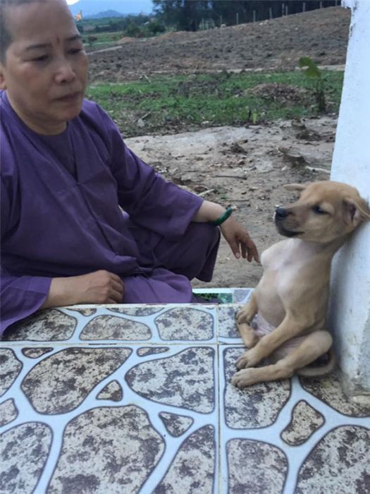 Stray Puppies Won’t Stop Hugging Each Other Now That They've Been Rescued (5 pics)