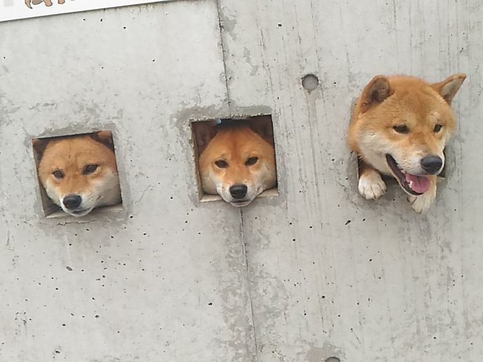 Shiba Puppies Stick Their Heads Out For A Little Attention (3 pics)